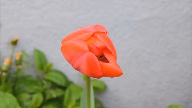 Review Nikon D3300 (Photography) смотреть онлайн