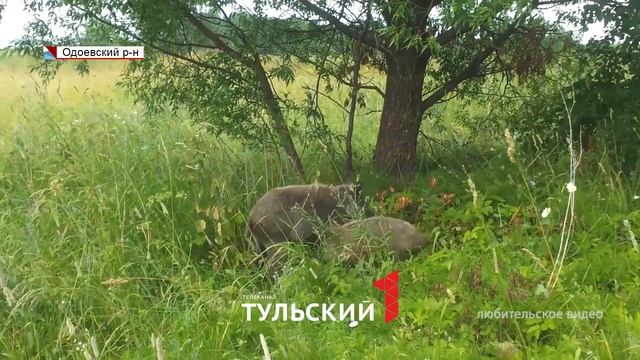В Тульской области обнаружили медведей и рысей: как грибникам не попасть на тропу диких животных смотреть онлайн