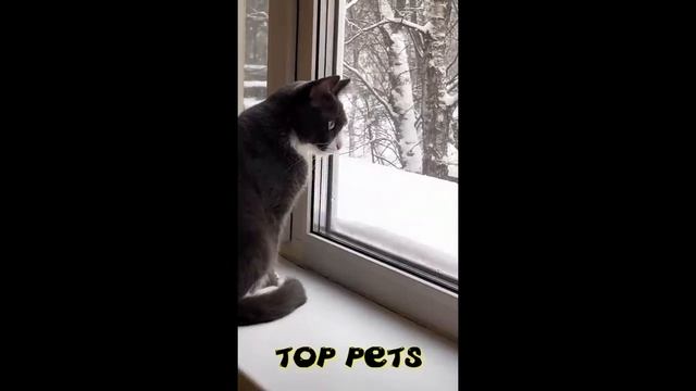 Nas-zastukali-podborka-smesnix-kotov-i-sobak-dlya-xorosego-nastroeniya_(VIDEOMIN.NET).mp4