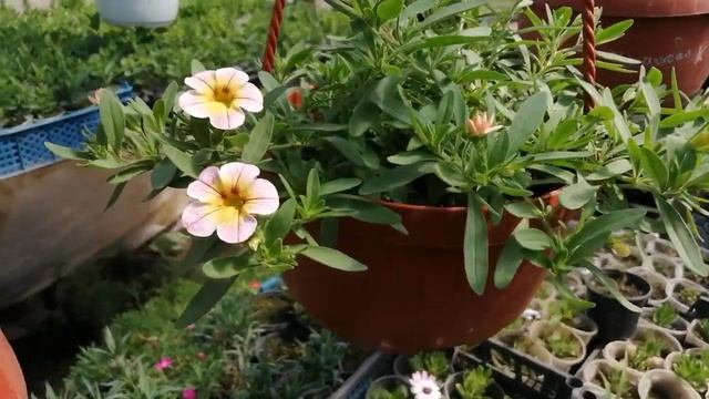 Калибрахоа в кашпо. смотреть онлайн