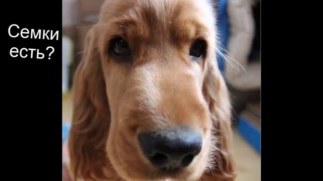 Смешные моменты! смотреть онлайн