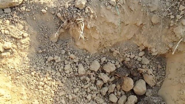 How to cultivate Amorphophallus (Zimikand or Suran) смотреть онлайн