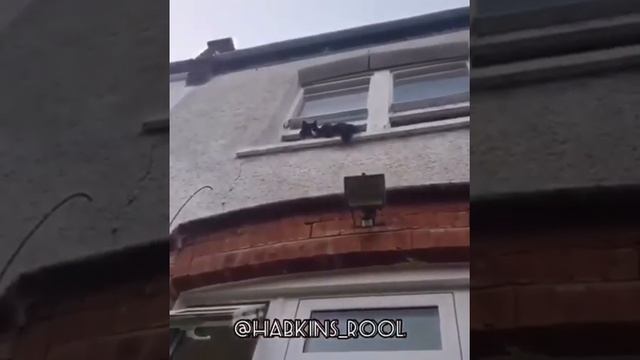 Самый страшный кот смотреть онлайн