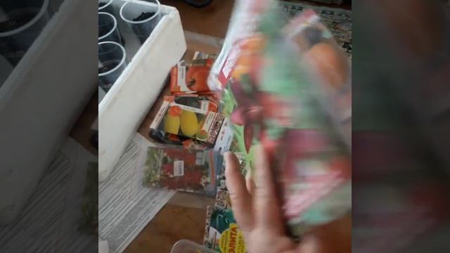 Выбираем саженцы от Уральского Дачника.Сажаем ранний картофель и морковь на семена. смотреть онлайн