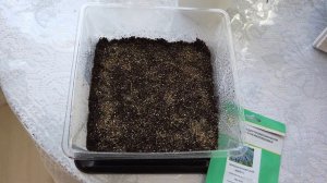 Вербена Бонарская.  От посева до всходов.