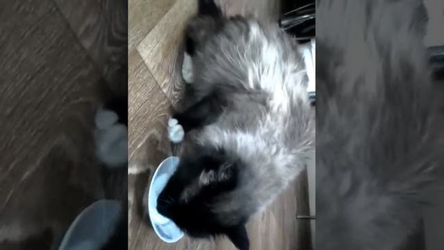 А у вас кот тоже также просит еду . смотреть онлайн