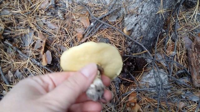 Маслята, подосиновики, белые грибы. Черника и брусника. смотреть онлайн