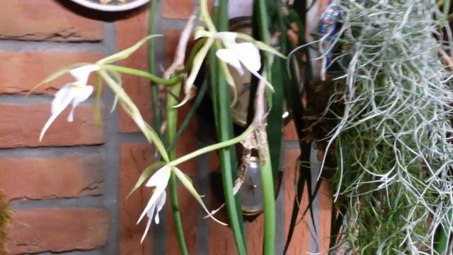 Мои необычные ОРХИДЕИ.Epidendrum Parkinsonianum Flowering, Growing