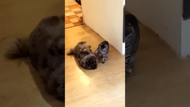 ВАУ: Кошка собаке делает педикюр!!! WOW: Cat dog is doing a pedicure!!! смотреть онлайн