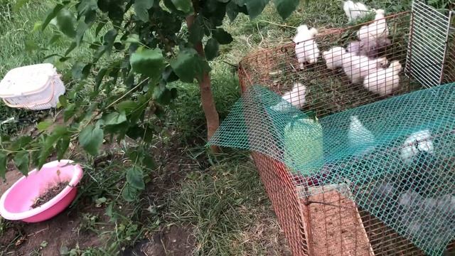 Дачный влог Шелковые куры смотреть онлайн