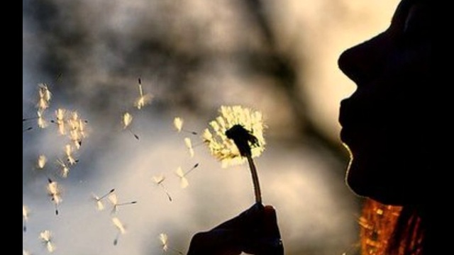 "Я стать хочу пушинкой тополиной..." смотреть онлайн