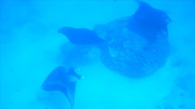 Maupiti, Society Islands смотреть онлайн