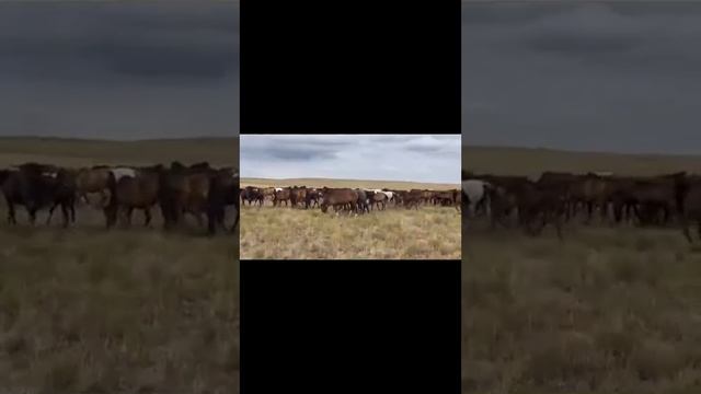 2023г. Акмолинская обл Аккольский район с.Барап Верните пастбища селянам.Обращение к Президенту РК смотреть онлайн