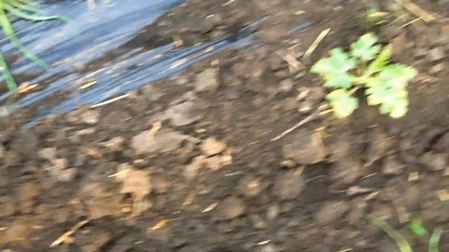 Выращивание арбузов. Гибрид Сорренто пошел в рост. смотреть онлайн