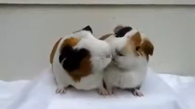 Дай кусочек.😝 смотреть онлайн