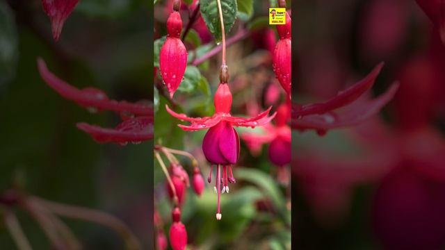 Фуксия смотреть онлайн