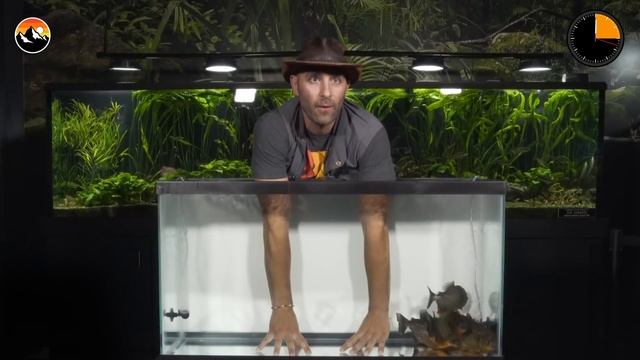 ОПУСКАЮ РУКИ В АКВАРИУМ С ПИРАНЬЯМИ / УКУС ПИРАНЬИ / Койот Питерсон на русском смотреть онлайн