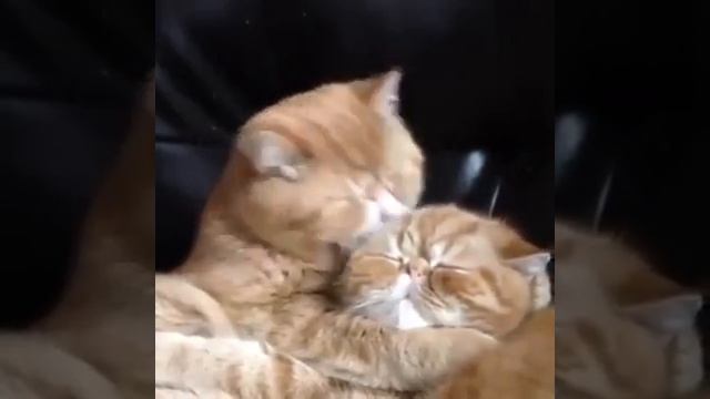 как любят кошки))) смотреть онлайн