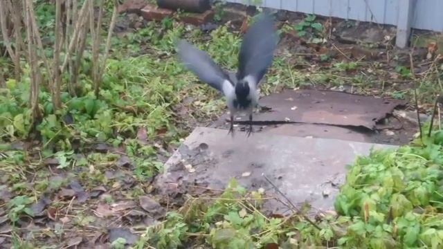 В край охреневшая ворона или домашний крылатый вор-тиран смотреть онлайн