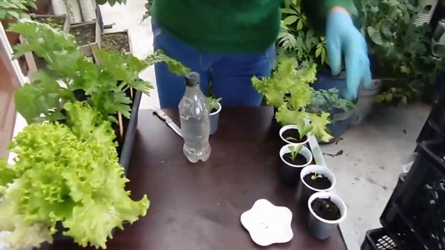 🥬 Tutorial cultivo de LECHUGA desde SEMILLA смотреть онлайн