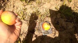 Яблоня Конфетное