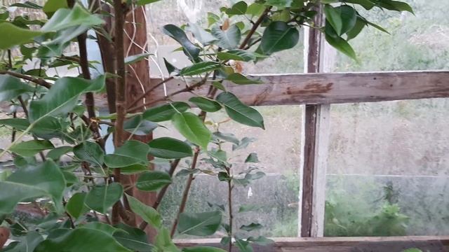 Теплица из оконных рам смотреть онлайн