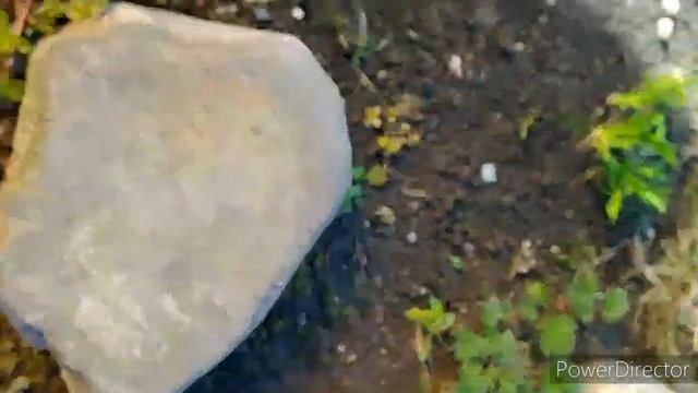 Нашествие улиток и слизней, способ борьбы (механическая сборка)