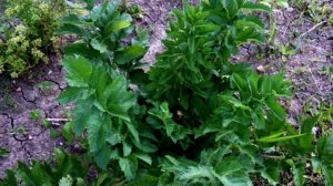 Пряные травы. Что вырастить и как использовать.