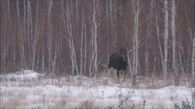 Лось и Сибирские косули. Elk and Siberian roe deer. Elche und sibirische Rehe. смотреть онлайн