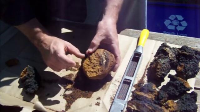 How To Clean And Prepare Chaga For Tea - Inonotus obliquus смотреть онлайн