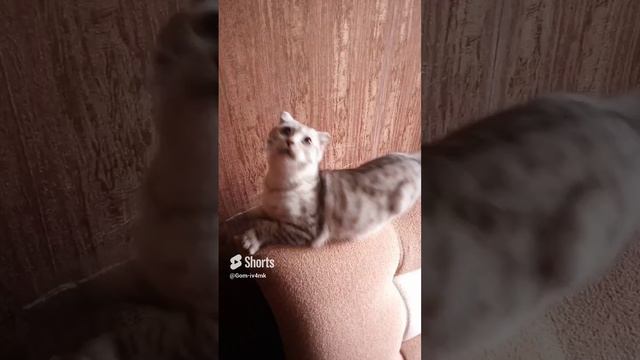 вот такие вот звуки он издаёт) (1).mp4