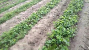 Фрезировка междурядий на клубнике с внесением удобрений.