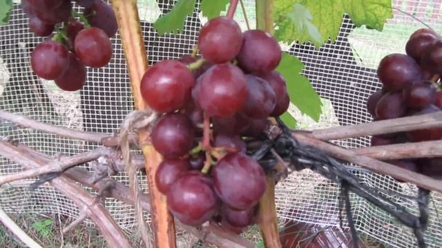 ??Виноград Вишенка смотреть онлайн