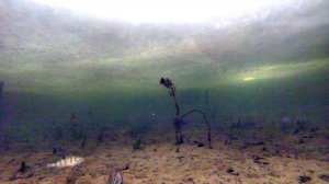 Игра мормышки под водой на окуня Беловское водохранилище