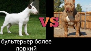 Питбуль против бультерьера | версус