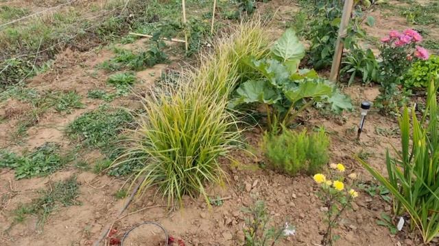 Мой огород  в октябре