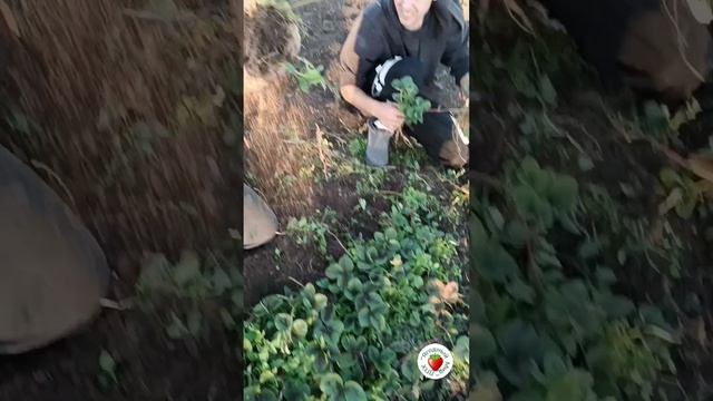 Копаем клубнику. Сорт средне-поздний АРГЕНТЕРА смотреть онлайн