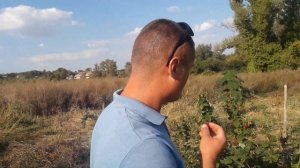 Особенности выращивания малины сортов Джоан Джей и Брусвяна