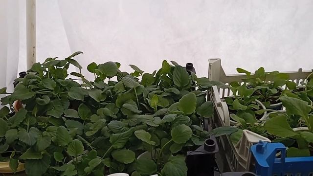 Переезд рассады в теплицу. Прячу рассаду от холодных ночей. Рассада томатов, петунии и другая.