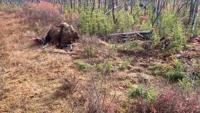 Аляска. День 8. Пробьёт ли раскрывающийся наконечник лосиные рёбра? смотреть онлайн