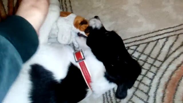 Валяние на кровати .передержка Щенка Доминика смотреть онлайн