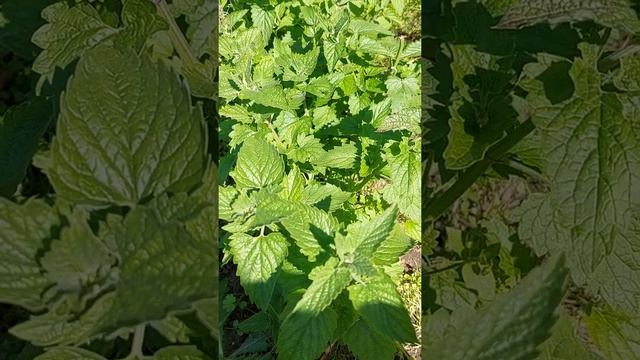 Вкуснее и полезнее не бывает/Мелиса/Самый вкусный дачный чай/#shorts/короткие видео смотреть онлайн