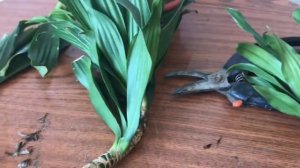 The first trimming of the dracaena.  Обрезка Драцены.