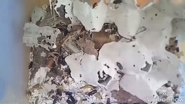 Tenebrio molitor|мучной хрущак|содержание смотреть онлайн
