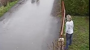 Кот заступился за пса