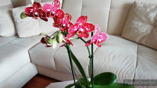 ОРХИДЕИ - НОВИНКИ! Новые орхидеи на день рождения! //Фаленопсис и орхидея - паук./Orhids Orchid смотреть онлайн