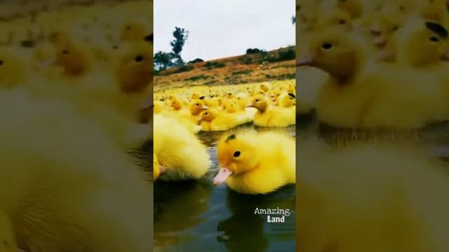 Amazing Land What a Wonderful Free range Duck Farm!!! смотреть онлайн