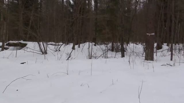3 марта. Лыжная прогулка. Красный лес смотреть онлайн