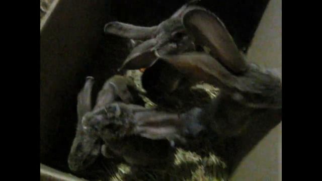 КРОЛЬЧАТАМ ИСКУССТВЕННИКАМ ПОЧТИ 2 МЕС.ПЕРЕЕЗЖАЮТ ИЗ ДОМА В САРАЙ. смотреть онлайн