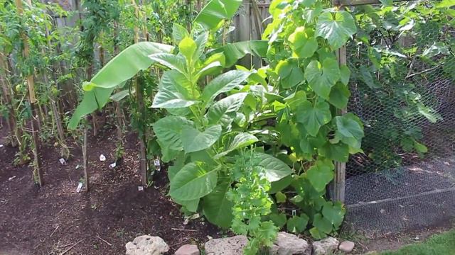Fig Tree, Banana Tree Maintenance In Cold Climate